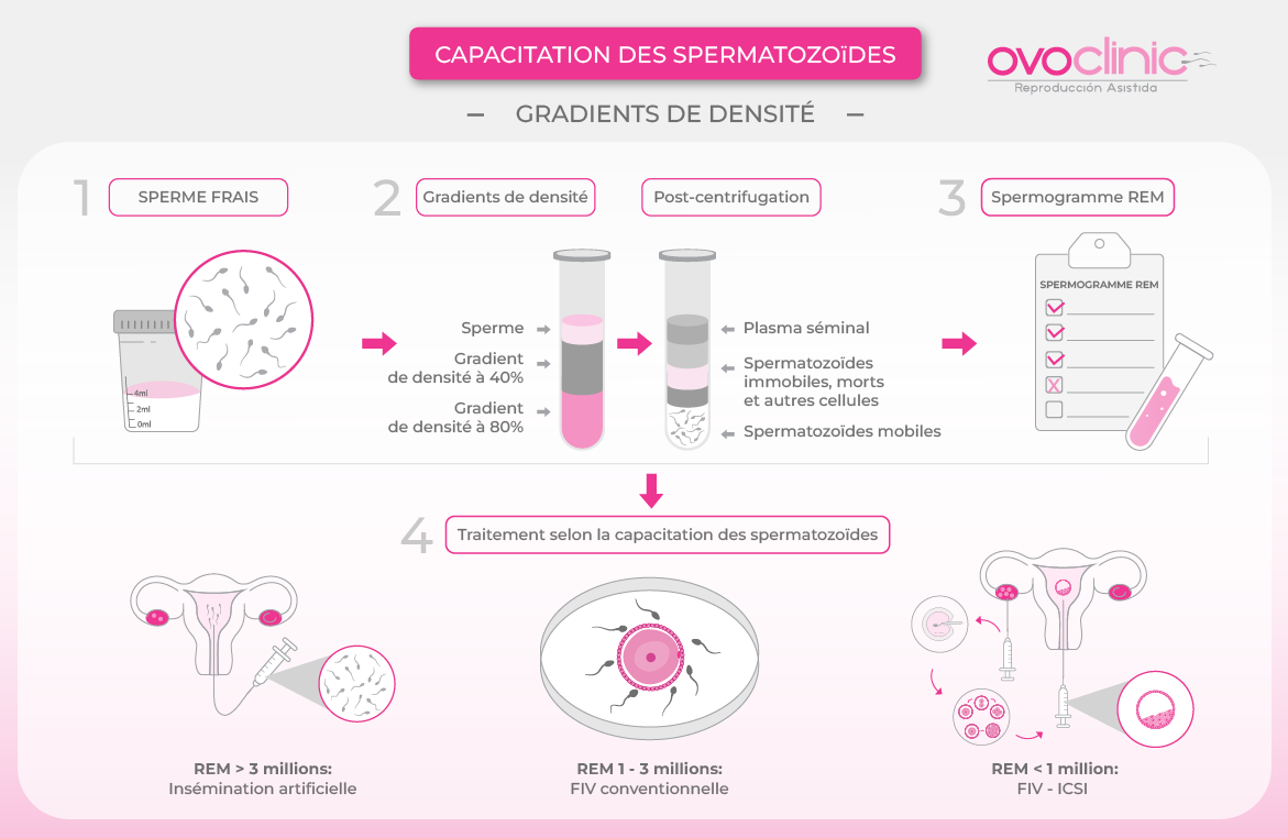 infografía_capacitación_espermática_FR